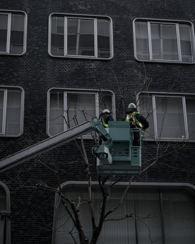 Elagage brest : services, tarifs et conseils pour vos arbres